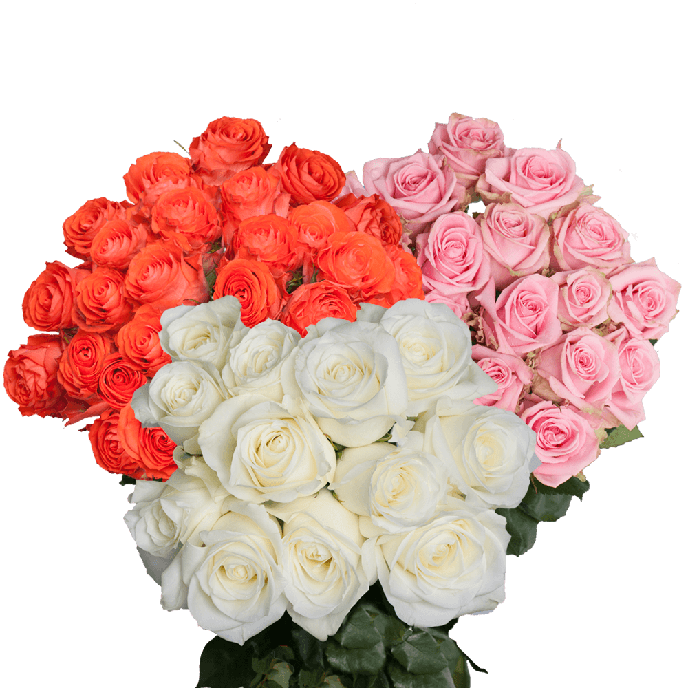 Fresh Long-Stem Roses