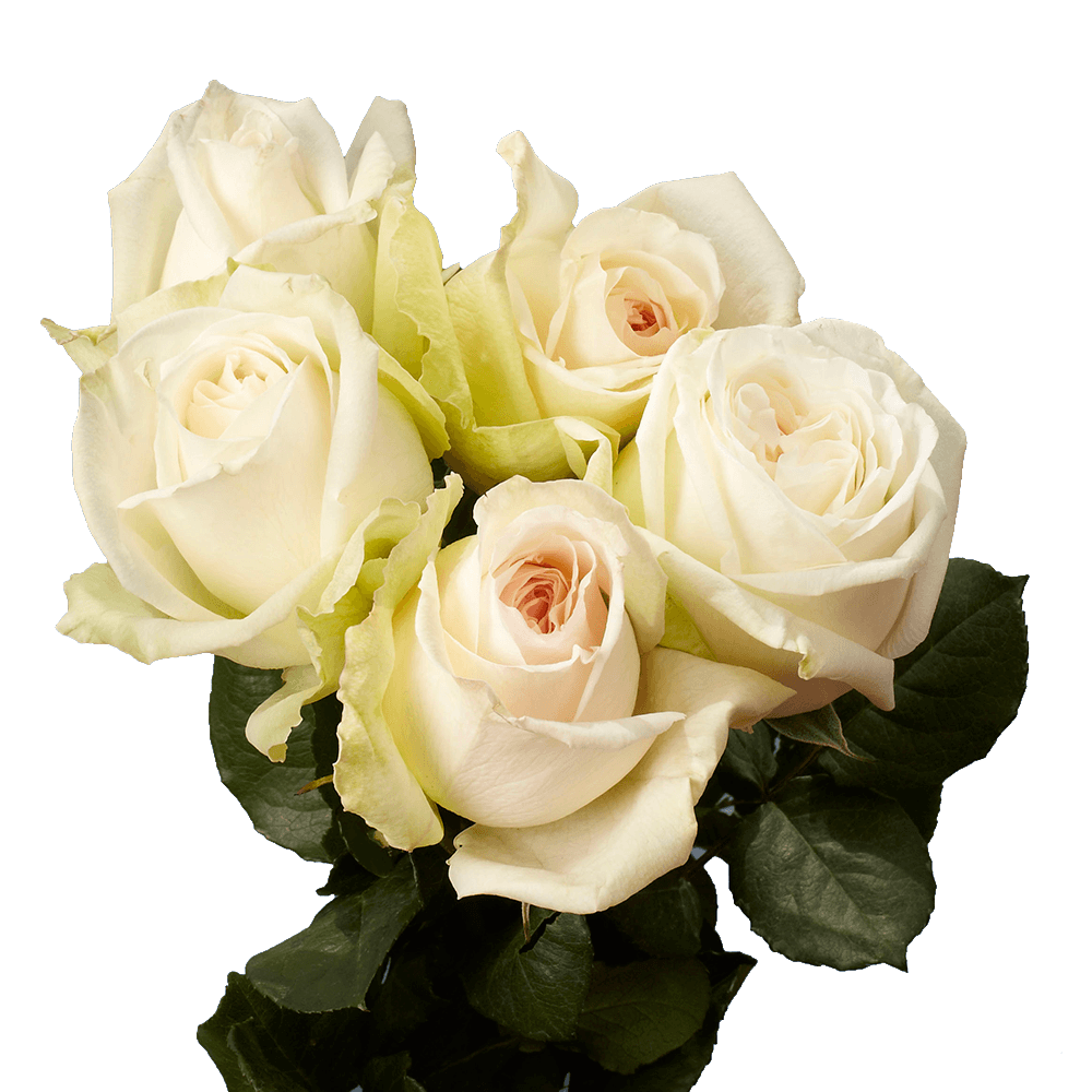 Fresh Long-Stem Roses